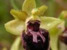 Ophrys sphegodes